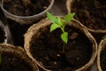 Small sprouts of Bulgarian pepper in round peat pots