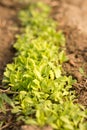 Small sprouts of fresh lettuce on the beds of a sunny spring day