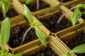 Small sprouts grown from seeds grow each in its own plastic Cup.