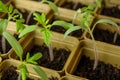 Small sprouts grown from seeds grow each in its own plastic Cup.