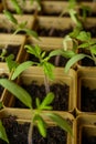 Small sprouts grown from seeds grow each in its own plastic Cup.