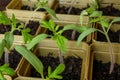 Small sprouts grown from seeds grow each in its own plastic Cup.