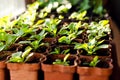 Small sprouts of Petunia flowers in brown pots, growing in the bright rays of the spring sun. The concept of gardening, environmen Royalty Free Stock Photo