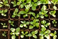 Small sprouts of Petunia flowers in brown pots, growing in the bright rays of the spring sun. The concept of gardening, environmen Royalty Free Stock Photo