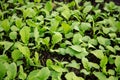 Small sprouts of radish in the ground Royalty Free Stock Photo