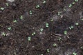 Small sprouts of radish in the ground Royalty Free Stock Photo