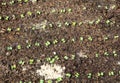 Small sprouts of radish in the ground Royalty Free Stock Photo