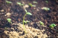 Small sprouts of radish in the ground Royalty Free Stock Photo