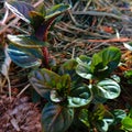 Small sprouts of red maroon grass