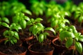 Small sprouts of seedlings growing in a greenhouse