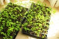 Small sprouts of tomato seedlings with space for writing text