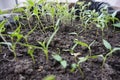 Small sprouts of tomatoes