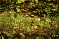 Small sprouts of yarao are green.