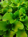 Small sprouts of young leaf lettuce