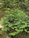 Small  Spruce christmas tree Royalty Free Stock Photo