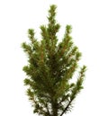 Small spruce isolated