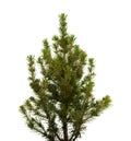 Small spruce isolated