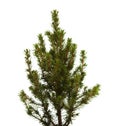 Small spruce isolated