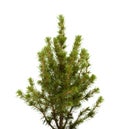 Small spruce isolated