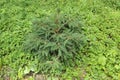 A small spruce tree in a forest clearing Royalty Free Stock Photo