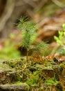 Small spruce tree Royalty Free Stock Photo
