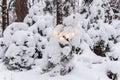 Small spruces in the forest on a winter day. One of the spruces is decorated with a chain of yellow lights