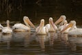 Small squadron of American white pelicans swimming together in tranquil water