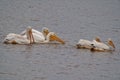 Small squadron of American white pelicans swimming together in tranquil water searching for food