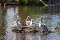 Small squadron of great white pelicans standing on a small rocky islet in the lake on a sunny day