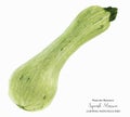 Small Squash Marrow Fruit