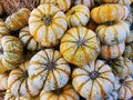 The small squash tiger pumpkins for Halloween and Fall decoration