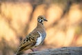 Small Squatter Pigeon bird perched atop a rocky surface