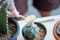 Squeezing pliers for pollinating cactus