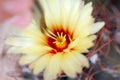 Small squeezing pliers for pollinating cactus