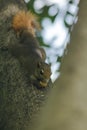 A small squirrel is climbing on a tree. Royalty Free Stock Photo