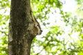 A small squirrel is climbing on a tree. Royalty Free Stock Photo