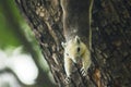 A small squirrel is climbing on a tree. Royalty Free Stock Photo