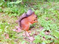 Small squirrel eating a nut on a ground Royalty Free Stock Photo