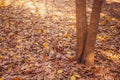 A small squirrel gnaws a nut near a tree in an autumn park with yellow foliage. Nature and animals Royalty Free Stock Photo