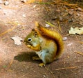 Small Squirrel on the ground Royalty Free Stock Photo