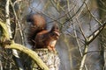 A small squirrel hidden behind the branches of a tree