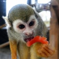 Squirrel monkey eating a tomato Royalty Free Stock Photo