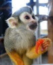 Squirrel monkey eating a tomato Royalty Free Stock Photo