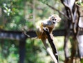 A small squirrel monkey (Saimiri sciureus) sits on a tree branch Royalty Free Stock Photo
