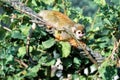 A small Squirrel monkey sits on a rope Royalty Free Stock Photo