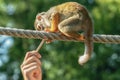 A small Squirrel monkey sits on a rope and reaches for a wooden handle Royalty Free Stock Photo
