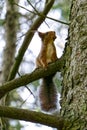 A small squirrel with a nut in its mouth