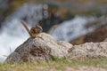 Chipmunk on the rock