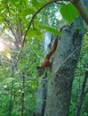 Small squirrel running down the tree. Real vertical photo in the wild nature Royalty Free Stock Photo