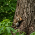 A small squirrel (Sciurus carolinensis) is perched on a tree trunk, holding a walnut. Royalty Free Stock Photo